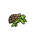 turtle_swim